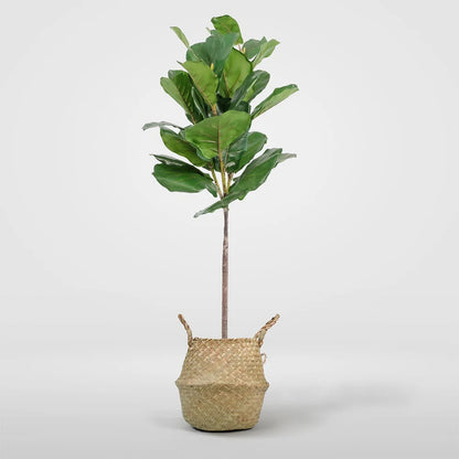 Artificial Fiddle Leaf Fig